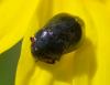 Penthimia nigra